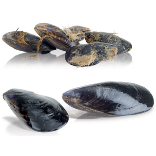 photo 4 lave-moules sur pied, 10 kg, production 150 kg/h.